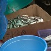 8 килограммов рыбы и 15 килограммов молочной продукции изъяли сотрудники Госветнадзора в ходе рейда по стихийным рынкам в Советском районе Нижнего Новгорода