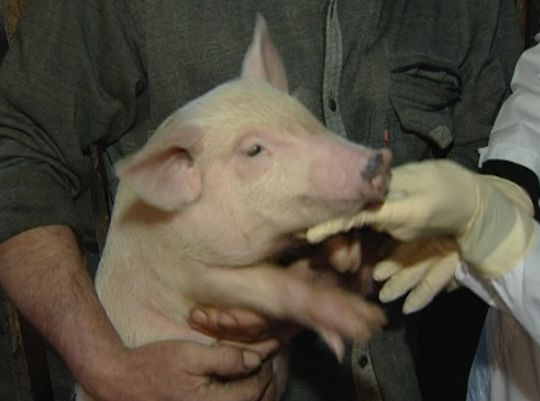 В Нижегородской области зафиксирована вспышка чумы свиней