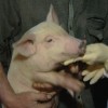В Нижегородской области зафиксирована вспышка чумы свиней