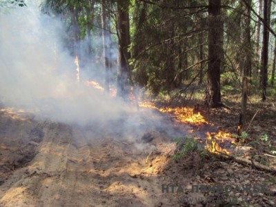 В Нижнем Новгороде стартовал набор добровольных лесных пожарных