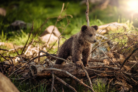 В Нижегородском регионе выросла численность лося и медведя