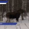 В Нижегородской области завершён зимний учет численности животных и птиц