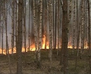 Крупный лесной пожар в Чкаловском районе