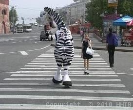 Зебра сама переведет через дорогу