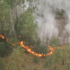 Более 5 тысяч гектаров леса региона — в огне