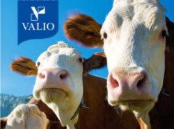 Россия запретила ввоз продуктов с финских заводов Valio