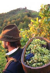 Онищенко обещает допустить на российский рынок качественные молдавские вина