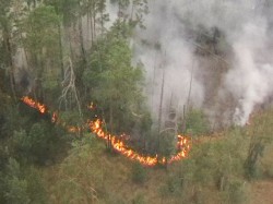 Свыше 30 тыс. гектаров леса уничтожил огонь в Нижегородской области