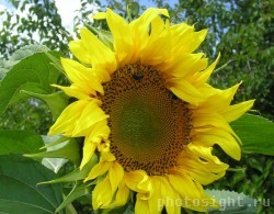 В Сормове вырос 3-метровый подсолнух