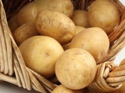 Засуха на треть сократит урожай картофеля