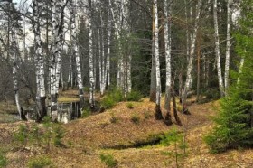 Рослесхоз получит 7,5 млрд рублей на технику и восстановление лесов