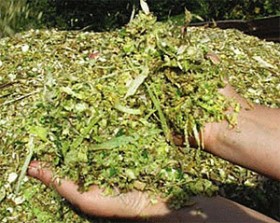 В Нижегородской области тестируют корма для домашнего скота