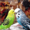 В Лысково завезли 8 больных попугаев
