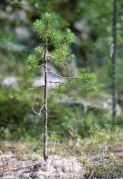 100 добровольцев сажают деревья в Выксе