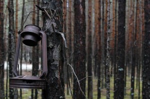 Нижегородцы позаимствуют опыт восстановления лесов у финнов