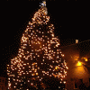 Первую новогоднюю елку установили на проспекте Ленина