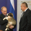 Россияне могут придумать кличку для новой собаки Путина