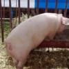В Нижегородской области зафиксирована вторая вспышка чумы свиней