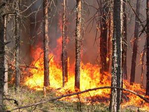 В Нижегородской области введен запрет на посещение лесов