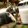 Производство молока увеличилось в 31 районе области