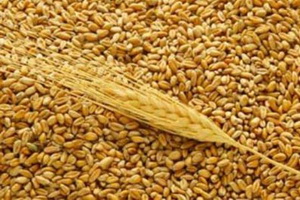 Более миллиона тонн зерна намолотили в регионе