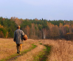 Восемь грибников спасли сотрудники МЧС за последние несколько дней