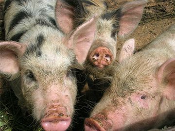 400 млн рублей выделено на поддержку свиноводства в регионе