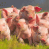 Ограничения по африканской чуме свиней сняты в Дзержинске и пяти районах Нижегородской области