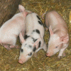 Ветеринары провели профилактический рейд по свиноводческим хозяйствам Нижегородской области