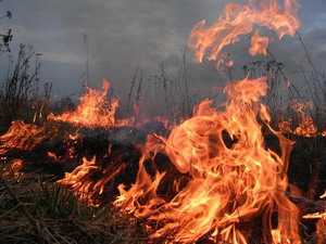 В Нижегородской области начала гореть трава