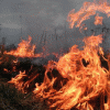 В Нижегородской области начала гореть трава