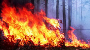 C 1 мая на территории Нижегородской области вводится особый противопожарный режим
