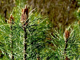 Студенты-волонтеры высадят сосны на месте сгоревшего леса