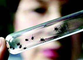 Активность клещей в регионе пошла на спад