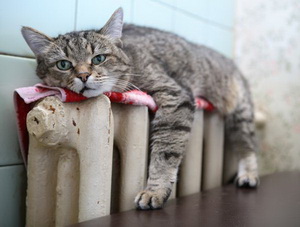 Зиму город переживёт не хуже, чем в прошлом году