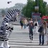 «Уважаемая зебра» снова выходит на улицы города