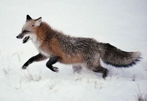 Бешеная лиса покусала шестилетнюю девочку в селе Таремское Павловского района