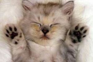 Сегодня в России отмечается День Кошек