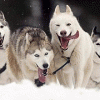 В посёлке Решетиха Володарского района прошли всероссийские соревнования по ездовому спорту на собаках