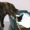 Чужих детей не бывает. Кошка Маруся, которая временно живет в одной из ветеринарных клиник города, демонстрирует это на собственном примере
