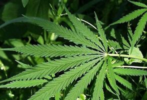Шестьдесят граммов марихуаны изъяли наркополицейские у восемнадцатилетнего молодого человека