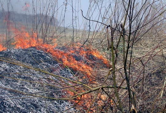 В Нижегородской области зафиксированы первые возгорания сухой травы