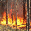 В  Нижегородской области начал действовать особый противопожарный режим