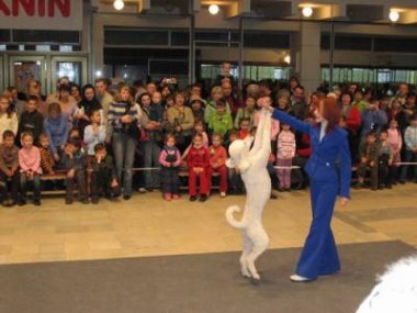 Cостоится чемпионат города по дрессировке в спортивно-прикладном собаководстве