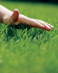 Новые технологии для создания зеленых газонов должны перенять все районы города