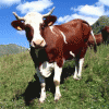 В Нижегородскую область прибудут коровы из США