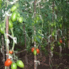 Посадить морковь, свеклу, помидоры, зеленый горошек и все - в огороде детского сада