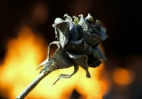 «Железная роза» расцветет в Нижегородской области