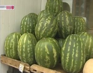 Несмотря на все уверения специалистов о том, что арбузы нельзя есть раньше августа, в Нижнем уже давно торгуют бахчевыми