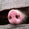 Африканская чума свиней снова угрожает региону - такое сообщение сегодня появилось на сайте Россельхознадзора